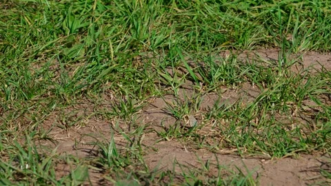 Blue butterfly Stock Footage 329768020