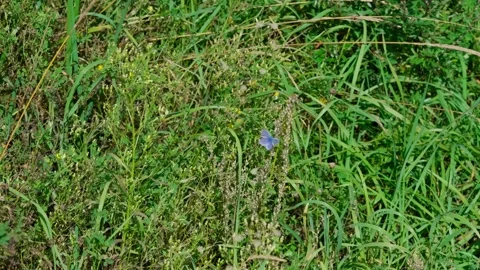 Blue butterfly Stock Footage 329768044