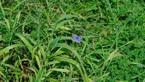 Blue butterfly Stock Footage 329768060