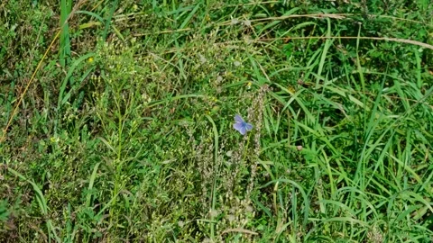 Blue butterfly Stock Footage 329768124