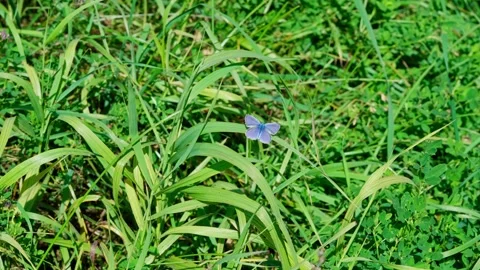 Blue butterfly Video stock 329768314