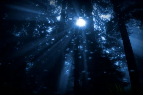 Blue Butterfly Forest Stock-Footage 289822
