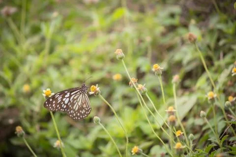 Blue butterfly on the grass background, Still light blue butterfly on grass back Stock Photos