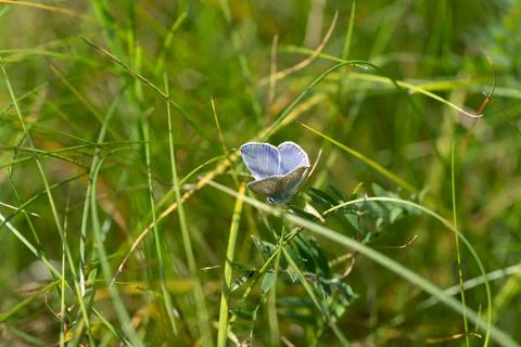 A blue butterfly on the grass Stockfoto's