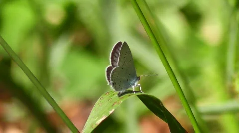 Blue butterfly on grass sheet Stock Footage 852596