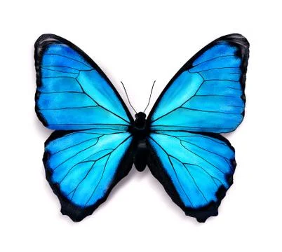 Blue butterfly Stock Illustration