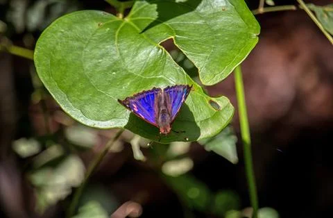 Blue butterfly on a leaf Stock Photos