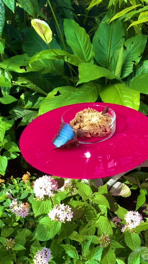 Blue Butterfly (Morpho) in motion Stock Footage 201823894