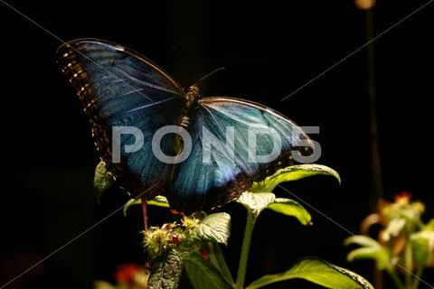 Blue Butterfly Stock Photos