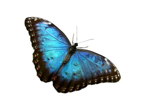 Blue butterfly Stock Photos