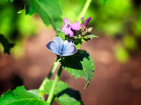 Blue butterfly Stock Photos