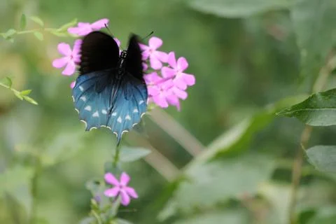 Blue Butterfly Foto stock