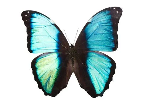 Blue Butterfly Stock Photos