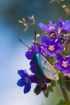 Blue butterfly Stock Photos
