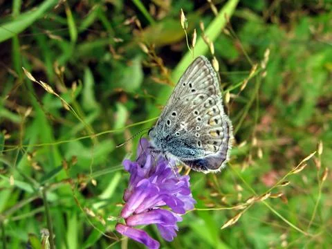 Blue butterfly Stock Photos