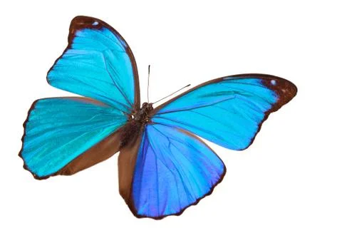 Blue butterfly. Stock Photos
