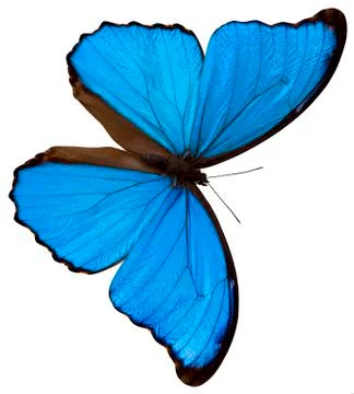 Blue butterfly Foto stock