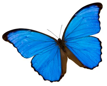 Blue butterfly Foto stock