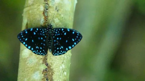 Blue butterfly Stock Photos