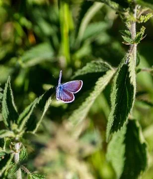 A Blue Butterfly Foto stock