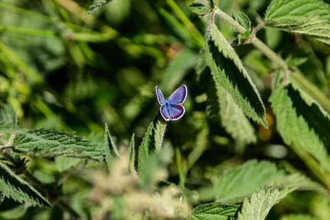 A Blue Butterfly 写真素材