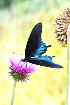 Blue Butterfly 스톡 사진
