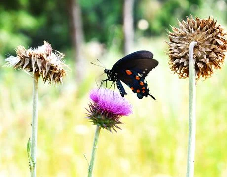 Blue Butterfly 스톡 사진