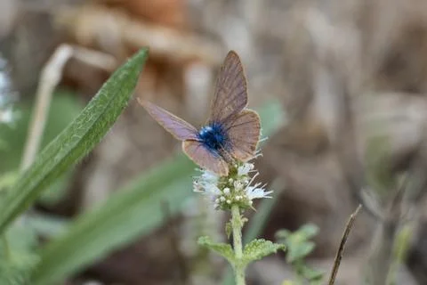 Blue butterfly Foto stock