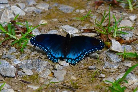 Blue Butterfly Stock Photos