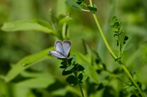 Blue Butterfly Foto stock