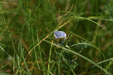 Blue butterfly Stock Photos