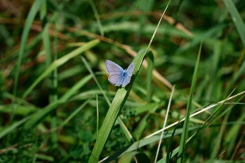 Blue butterfly 스톡 사진