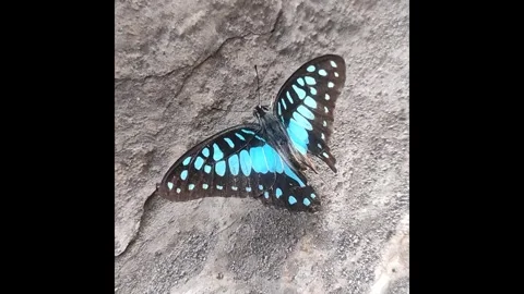 Blue butterfly prepares to fly Stock Footage 287674385