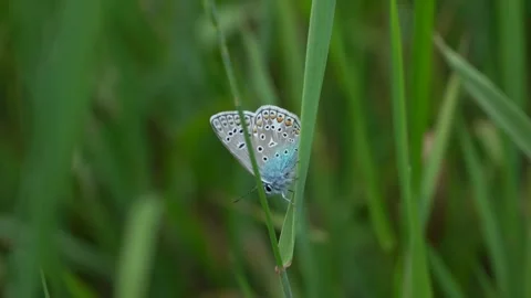 Blue butterfly sits on a stem of grass and rests and fly away Stock Footage 279942490