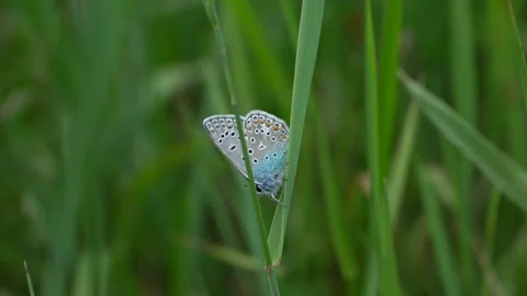 Blue butterfly sits on a stem of grass and rests Stock Footage 279942607