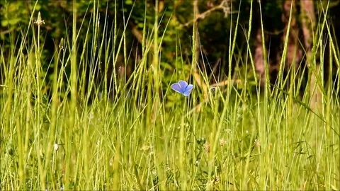 Blue butterfly sitting on a blade of grass with forest background Stock Footage 77675514