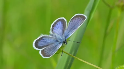 A blue butterfly sitting on the flower Stock Footage 132862059