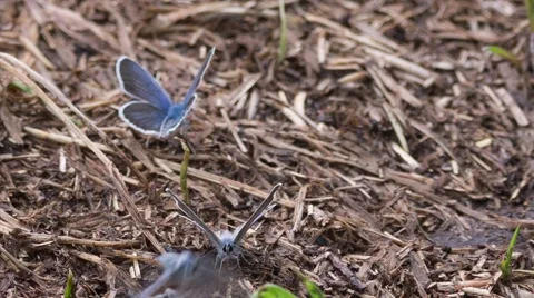 The blue butterfly sitting on the ground. Stock Footage 51674767
