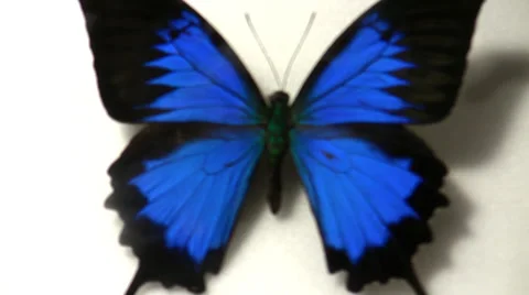 Blue Butterfly specimen closeup ease out at the LANHM Insect Fair 2011 Stock Footage 36963510