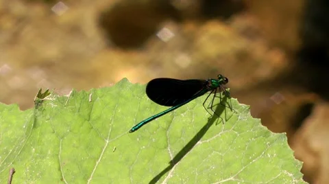 Blue butterfly by a stream Stock Footage 7756488