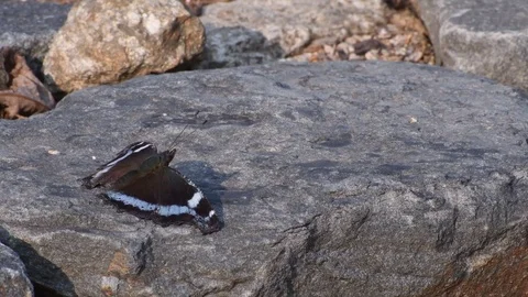 Blue butterfly sunbathing Stock Footage 83019101