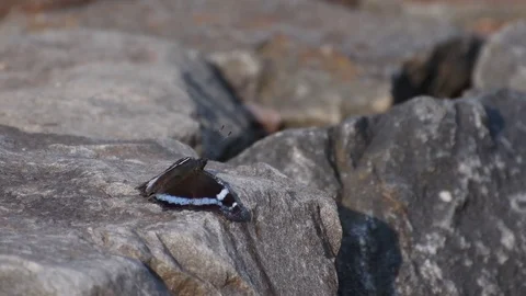 Blue butterfly sunbathing Stock Footage 83019109
