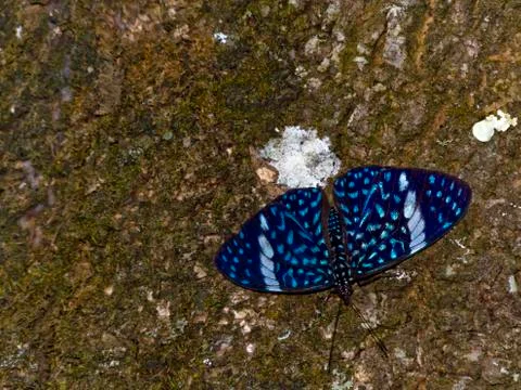 Blue butterfly on tree trunk Foto stock