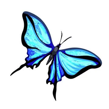 Blue butterfly vector illustration Stockillustratie