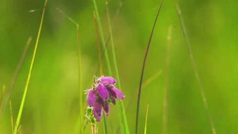 Blue Butterfly with Violet Wing Markings Feeding on Pink Heather Flower Stock Footage 346263374