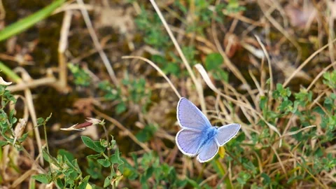 A blue butterfly on a yellow flower eats nectar. Video stock 207092615
