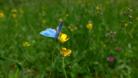 Blue butterfly on a yellow flower in a meadow flying away. Stock Footage
