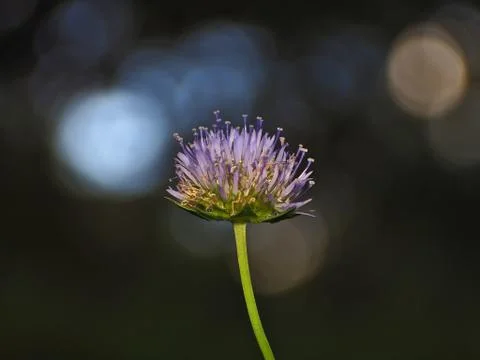 Blue button in the dark forest 写真素材