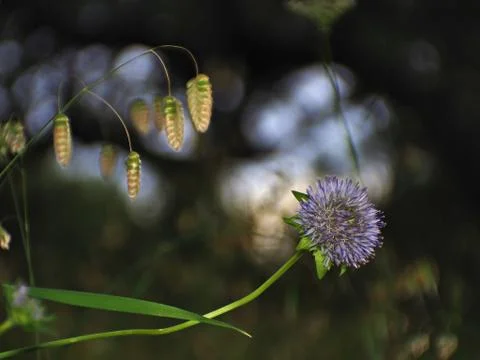 Blue button in the dark forest Stock Photos