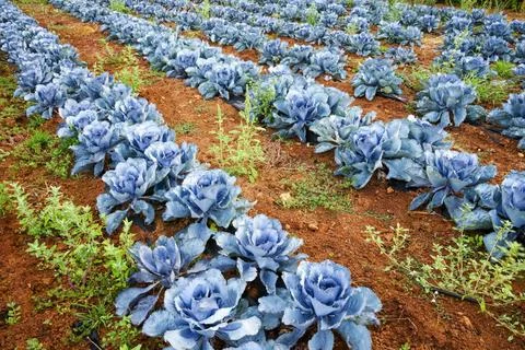 Blue cabbage field Blue cabbage field, Ariany, Mallorca, Balearic Islands,... 库存照片